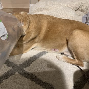 Camp Bow Wow - Pet Sitting Near Me - Centennial, Colorado Camp Bow Wow - Pet Sitting Near Me - Centennial, Colorado