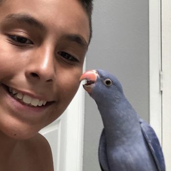 XtremeMundial Birds - This is our beautiful ring neck- morax  Now he's been with us for almost a year. - Bird Shops Near Me - Las Vegas, Nevada