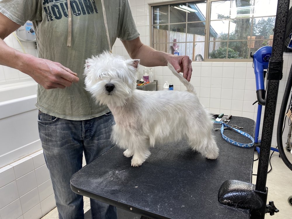 Win-Star Bed & Biscuit - pet boarding facility in Tacoma, WA