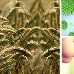 Central Valley Allergy & Asthma Medical Association - Untitled