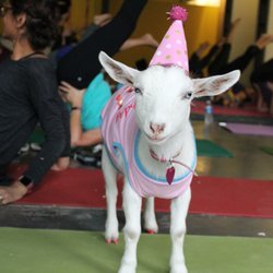 YOGA & GOGA