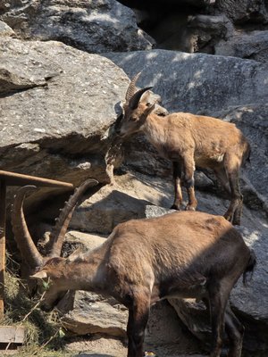 Alpenzoo Innsbruck - Tirol by null