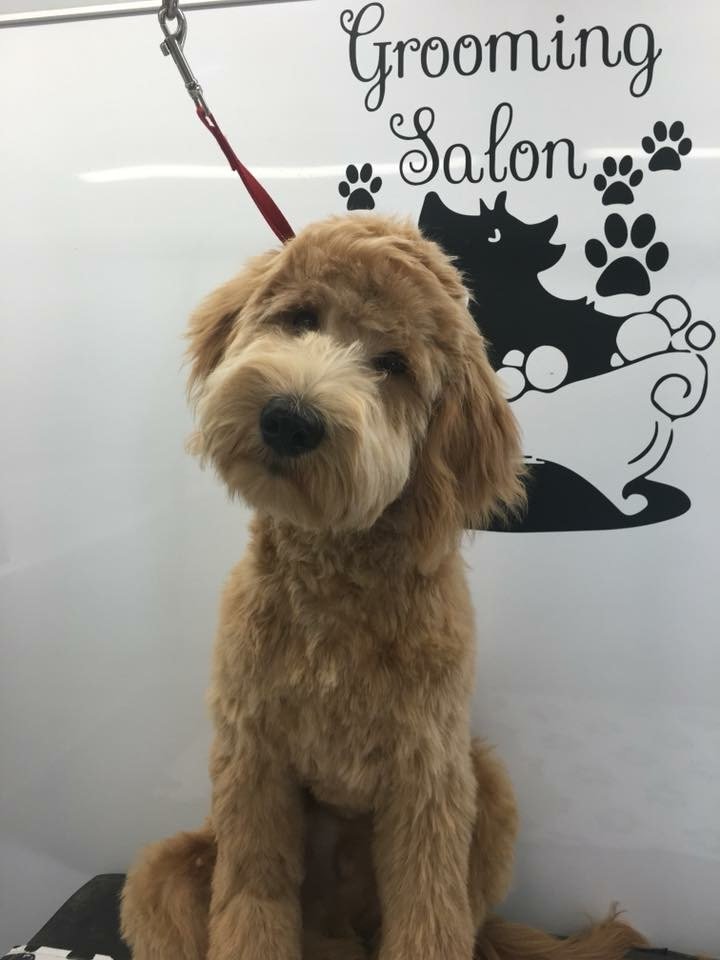 GROOMING IN STYLE Updated August 2024 Wentzville, Missouri Pet