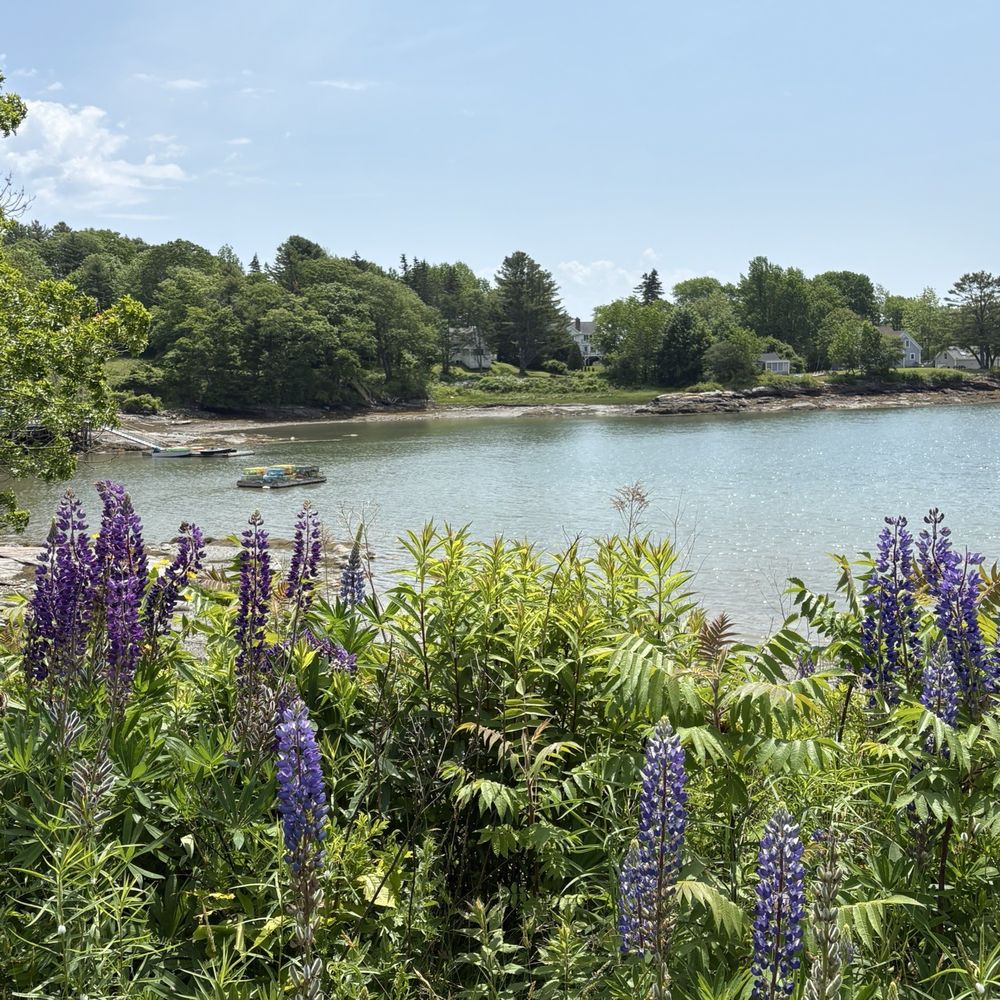 Ulin Point And Lupine Field - Parks Near Me - Bristol, Maine Ulin Point And Lupine Field - Parks Near Me - Bristol, Maine