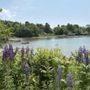 Photo of Ulin Point And Lupine Field