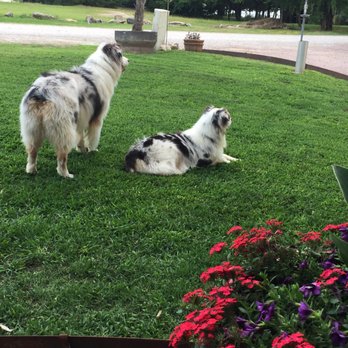 Darlena's Dog Obedience - Not crossing their invisible boundary - Pet Training Near Me