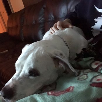 Dewey’s Dogs - Pet Sitting Near Me Dewey’s Dogs - Pet Sitting Near Me