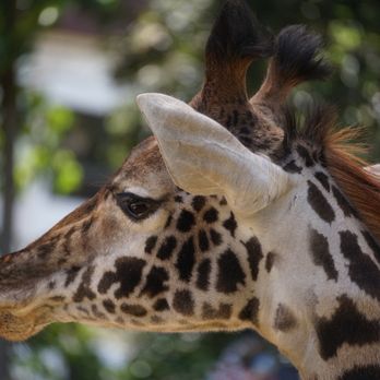 Sac Zoo - Giraffe. They experience REM sleep while lying down, but only briefly. Their brain must stay alert almost constantly to avoid predators. - Zoos Near Me - Sacramento, California Sac Zoo - Giraffe. They experience REM sleep while lying down, but only briefly. Their brain must stay alert almost constantly to avoid predators. - Zoos Near Me - Sacramento, California