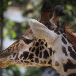 Sac Zoo - Giraffe. They experience REM sleep while lying down, but only briefly. Their brain must stay alert almost constantly to avoid predators.
