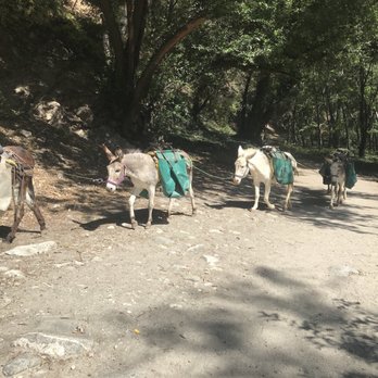 Chantry Flat Recreation Area - The pack of mules!!! - Parks Near Me - Sierra Madre, California