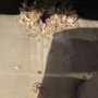 American Pest