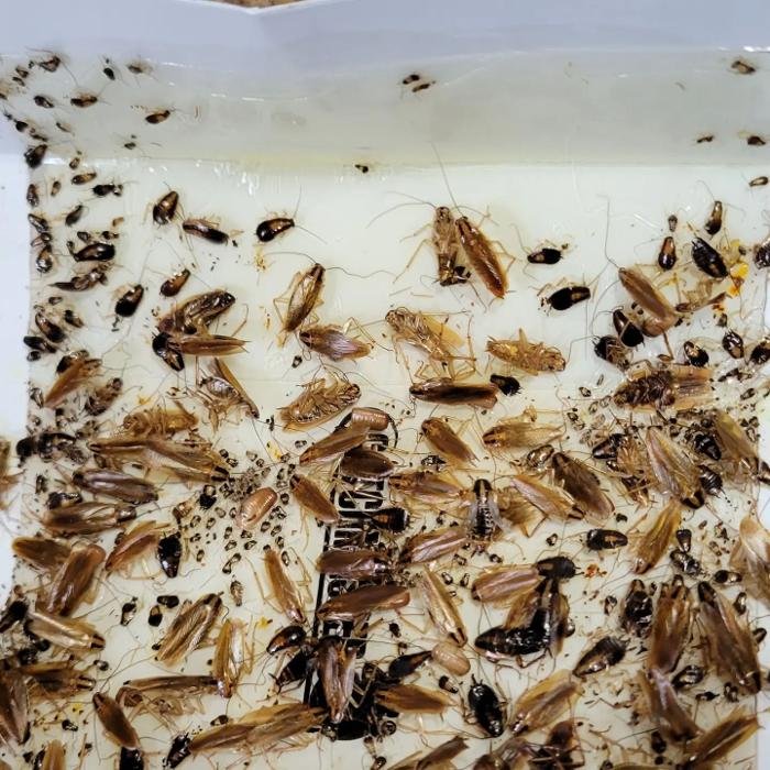 PEST IN CLASS EXTERMINATING Updated September 2024 12 Photos