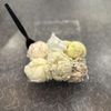 Mel's Downtown Creamery - Pawcatuck gift card