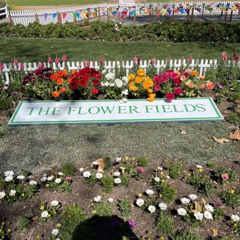 The Flower Fields - Venues & Event Spaces Near Me - Carlsbad, California The Flower Fields - Venues & Event Spaces Near Me - Carlsbad, California