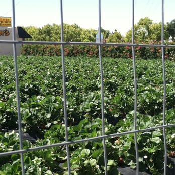 Jacinto Farms - Strawberries!!! - Farmers Market Near Me - Mentone, California