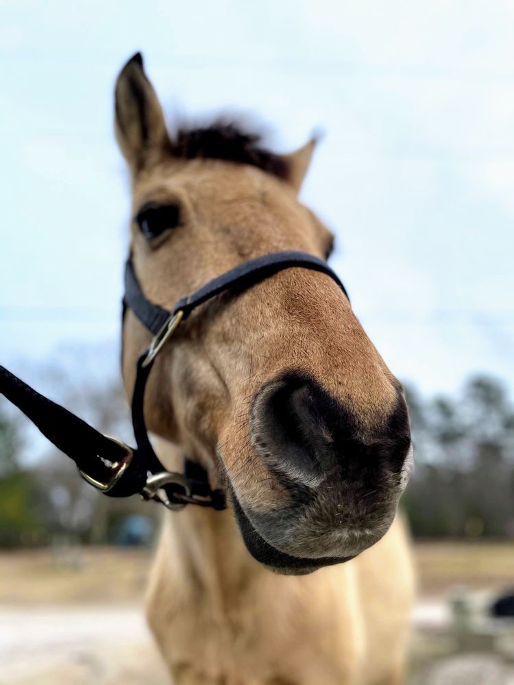 Castle Farm - equestrian in Knightdale, NC