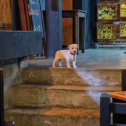 Mr. Ribs BBQ - Cutie at the bar.