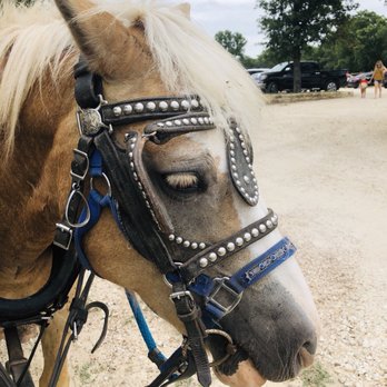 Homestead Heritage - Lashes for days... - Arts & Crafts Near Me - Waco, Texas