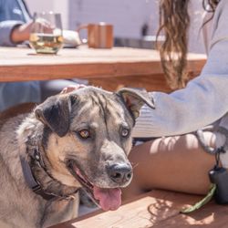 HomeDog's 6,000 square foot outdoor patio is a great place to enjoy a beverage with like-minded dog parents