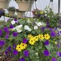Photo of Maplewood Nursery