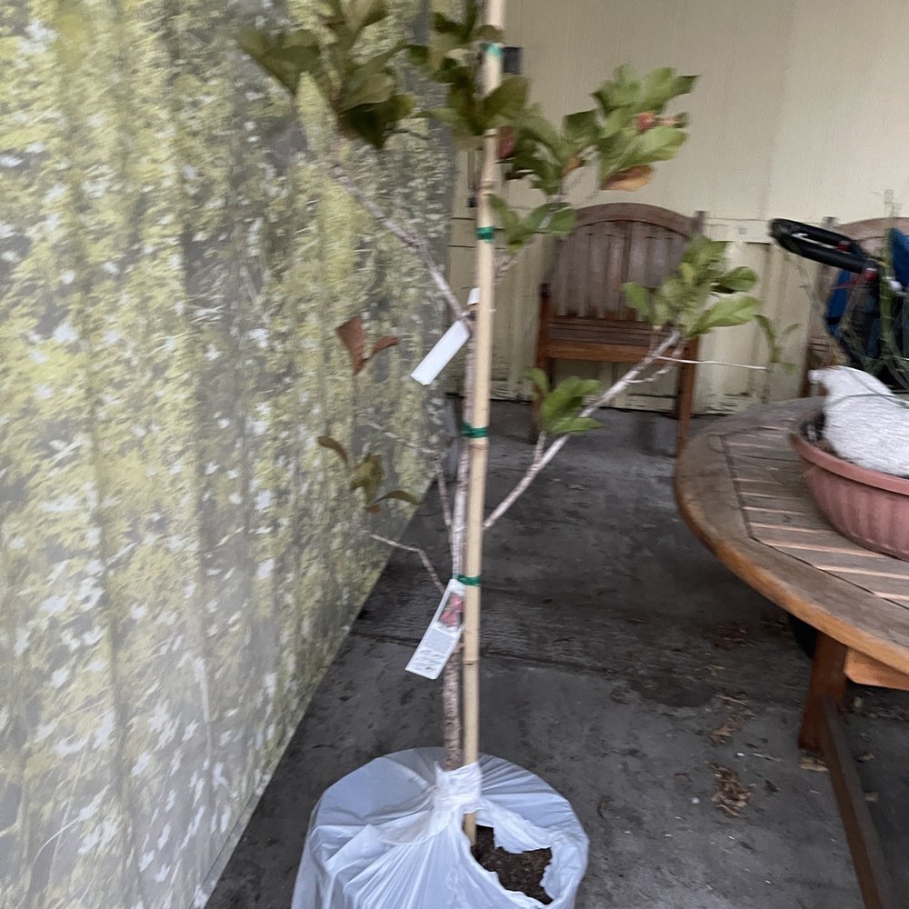 Damaged dying plant. Note the red and dead brown leaves a sign of frost damage