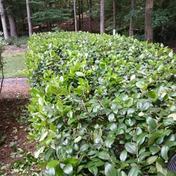 Mendoza Landscaping