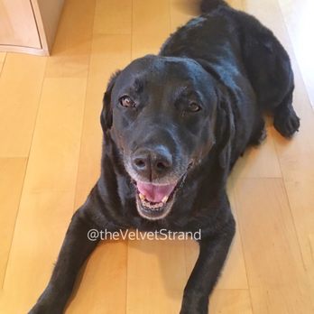 Smith Kennels - Pet Sitting Near Me - Palmdale, California