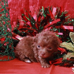 A1 Teacup Poodles