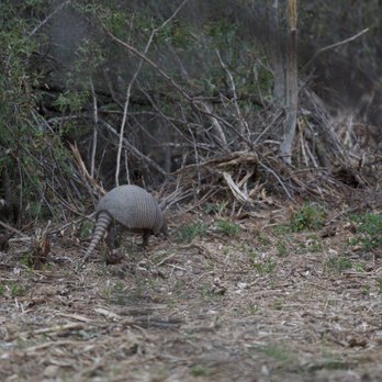 South Llano River State Park - Armadillo (we saw two very close by on the Mid-Canyon Trail) - Parks Near Me - Junction, Texas