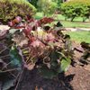Barton Nursery gift card
