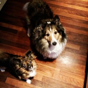 Dog Lovers Pet Services - We love and care for your pets just as you would! - Pet Sitting Near Me Dog Lovers Pet Services - We love and care for your pets just as you would! - Pet Sitting Near Me