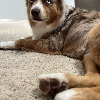 Get Fluffed Dog Grooming - Clean toe beans! - Pet Groomers Near Me - Galesburg, Michigan Get Fluffed Dog Grooming - Clean toe beans! - Pet Groomers Near Me - Galesburg, Michigan