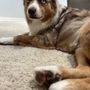 Photo of Get Fluffed Dog Grooming