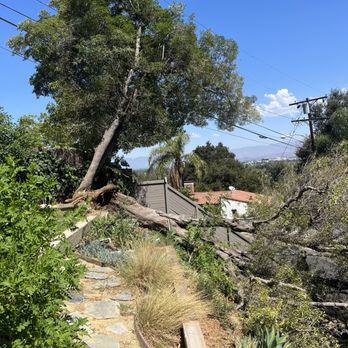 Inexpensive Tree Services - Tree Services Near Me - Los Angeles, California Inexpensive Tree Services - Tree Services Near Me - Los Angeles, California