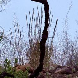 Los Leones Canyon - Remains from fire