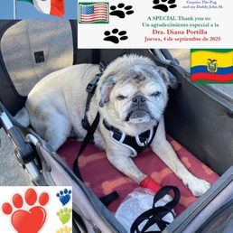 Coquito The Pug that had a dental cleaning at Vet Playas on Thursday, September 4, 2025. Thank you Vet Playas. Keep up the good service!