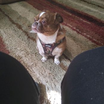 Real Good Dog Rescue - Tebow - Pet Adoption Near Me Real Good Dog Rescue - Tebow - Pet Adoption Near Me