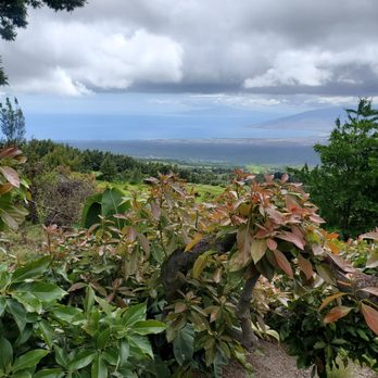 Ali'i Kula Lavender - Tours Near Me - Kula, Hawaii
