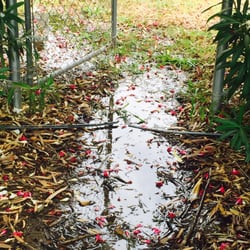 El Camino Irrigation Dist - Right from the pump valves, through the easement gate and into the ravine to rush for hundreds of yards down the road. June 2015