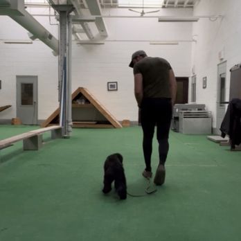K9 MGMT - Heel - no leash! - Pet Training Near Me K9 MGMT - Heel - no leash! - Pet Training Near Me