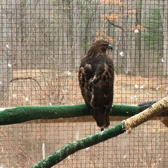Harry C Barnes Memorial Nature Center - Red Tailed Hawk - Museums Near Me - Bristol, Connecticut Harry C Barnes Memorial Nature Center - Red Tailed Hawk - Museums Near Me - Bristol, Connecticut