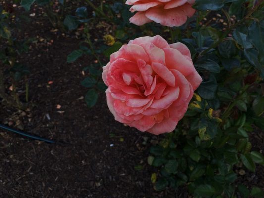 Dove Myer Robinson Park (Parnell Rose Garden) by null