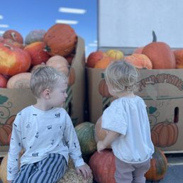 The pumpkin selection at Trader Joe's . The pumpkin selection at Trader Joe's .