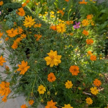 Moe's Southwest Grill - Flowers by the restaurant - Mexican Near Me - Layton, Utah Moe's Southwest Grill - Flowers by the restaurant - Mexican Near Me - Layton, Utah