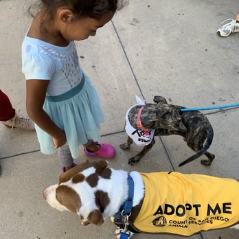 Passion for Pitties - Pet Adoption Near Me