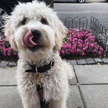 Hounds in the Hub - @hounds.in.the.hub - Dog Walkers Near Me - Boston, Massachusetts Hounds in the Hub - @hounds.in.the.hub - Dog Walkers Near Me - Boston, Massachusetts
