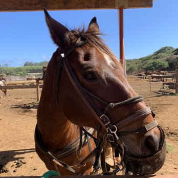 Gunstock Ranch - Mowgli - Horseback Riding Near Me - Laie, Hawaii Gunstock Ranch - Mowgli - Horseback Riding Near Me - Laie, Hawaii