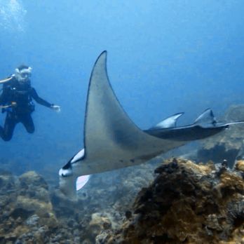 Jack's Diving Locker - Pre night Manta diving! - Snorkeling Near Me - Kailua-Kona, Hawaii
