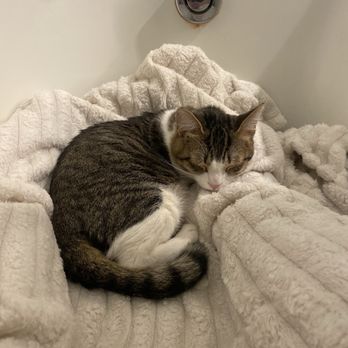Oregon Humane Society - Animal Shelters Near Me - Portland, Oregon Oregon Humane Society - Animal Shelters Near Me - Portland, Oregon
