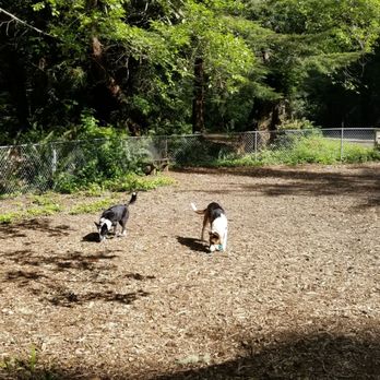 Emerald Forest Cabins & RV - My dogs exploring the dog park - Campgrounds Near Me - Trinidad, California Emerald Forest Cabins & RV - My dogs exploring the dog park - Campgrounds Near Me - Trinidad, California